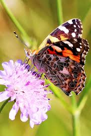 Ohrenkneifer zum beispiel gelten als weniger schädlich für haus und garten. Dunningen Heimische Vielfalt Im Garten Freut Kafer Und Schmetterling Dunningen Schwarzwalder Bote