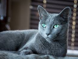 Russian Blue Cat Russian Blue Cat Russian Blue Russian Cat