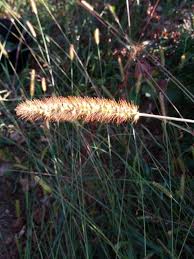 Image result for Setaria pumila