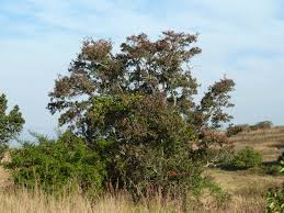 Image result for Combretum kraussii