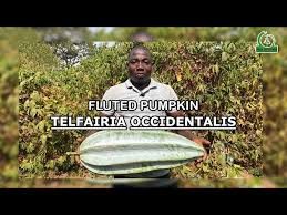 Image result for Telfairia occidentalis
