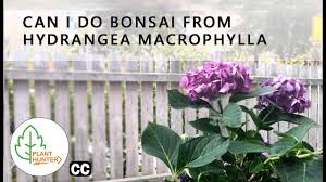 Can I Make Bonsai From Hydrangea Macrophylla Planthunter Youtube