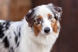 As such, the australian pointer is one of the most versatile aussies mixes blessed with the ability to herd and track. The Australian Shepherd What You Will Need To Know As An Owner Sitstay