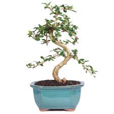 Maybe you would like to learn more about one of these? Newest For Flowering Tea Tree Bonsai Care Pink Wool