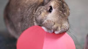 Bond With Your Pet Rabbit Bunny Behavior