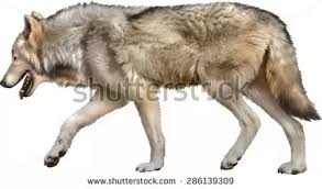 Whats The Size Difference Between Wolves And German