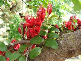 Image result for Schotia brachypetala