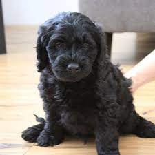 We did not find results for: I Love The Black Coat On This Labradoodle Puppy My Husband And I Have Been Looking For A Labradood Labradoodle Puppy Black Labradoodle Puppy Black Labradoodle