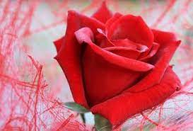 40 Red Rose Image Download Free Red Roses Rose Images Rose