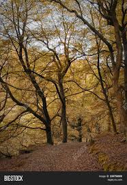 1080 x 810 jpeg 554kb. Woodland Clearing Image Photo Free Trial Bigstock