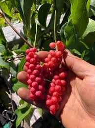 Image result for Rytigynia sp. F