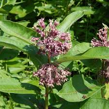 Milkweeds Common Milkweed Asclepias Syriaca Milkweed Asclepias Wild Seed