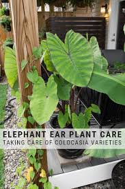 Elephant Ear Plant Care Guide Everything You Need To Know To Grow Colocasia Alocasia Caladium And Canth Elephant Ear Plant Elephant Ear Plant Indoor Plants