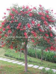 Image result for Erythrina crista-galli