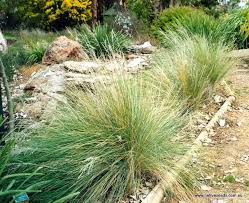 404 not found native seeds australian native plants garden plants design australian garden