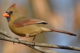 Brown Birds That Look Like Cardinals Pictures Of State Birds With Images State Birds Birds My Animal