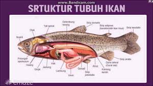 Rongga dada dipisahkan dengan rongga perut oleh diafragma. Ciri Ciri Pernafasan Dalam Ikan Haiwan