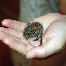 Customers used to complain about the high prices of food, meat selectofbyatforwithinonfrombetween particular.11. Sample Complaint Letter To Landlord About Mice Dengarden