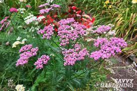 Most perennial plants flower for two to four weeks, but the longest flowering perennials, like coneflowers and catmint bleeding heart 'luxuriant' (dicentra formosa 'luxuriant', zones 2 to 9). 10 Of The Longest Flowering Perennials For Your Garden