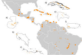 Image result for Jamesbrittenia fodina × huillana