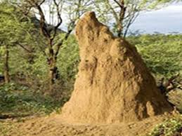 One major way involves what is known as biological pest control by using 'good' insects. Anti Termite Reticulation Piping System Siya Killer Pest Control