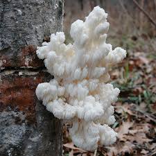 Image result for Homalium dentatum