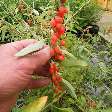 Planting seed many people opt for growing goji berries by seedlings on their first go. Phoenix Tears Goji Berry Hartmann S Plant Company Wholesale Store