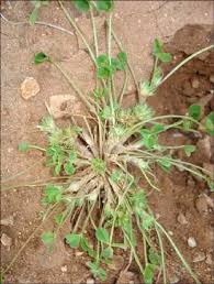 Image result for Trifolium isthmocarpum