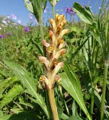 Image result for Orobanchaceae