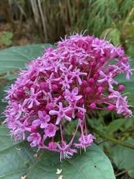 Image result for Clerodendrum buchneri