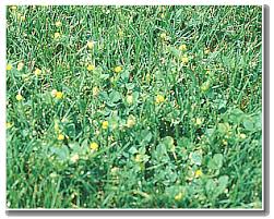 We did not find results for: Lawn Weeds Loyalty Lawn Care