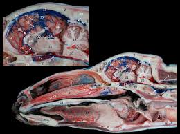 Camels can level up to a max of level 20. Https Www Jnsciences Org Sustainable Livestock Management 86 Volume 9 529 Gross Anatomy Of Dural Venous Sinuses In The One Humped Camel Camelus Dromedarius Linnaeus 1758 Html
