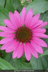 Image result for Echinacea purpurea `Magnus`