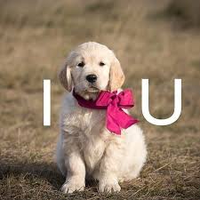 Cuteness Golden Retriever I Love You Puppy Dogs Golden Retriever
