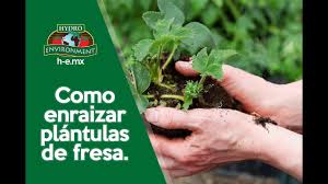 Find out information about plantula. Como Enraizar Plantulas De Fresa Youtube