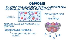 Everything tends to reach equilibrium and to reach at equilibrium the most crucial role is played by the water. Osmosis Osmosis