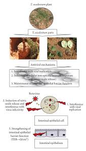 Image result for Tylosema esculentum
