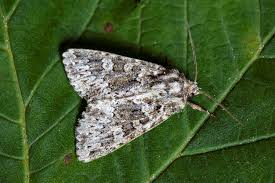 Image result for Polymixis polymita