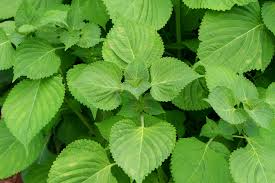 エゴマの栽培 種まきでの育て方や発芽日数は 苗植えの方法は Horti ホルティ By Greensnap