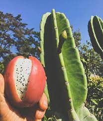 In the latter group, all cactus fruit are technically edible, that is nontoxic, but not necessarily palatable. The Peruvian Apple Cactus Is Another Favortie Fruit That Is Producing This Time Of Year It Looks Just Like A Kiwi This Has Me Excit Spring Fruit Fruit Cactus