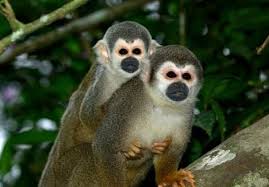 Info Reserva Biológica Limoncocha (RBL) | Shushufindi - Ecuador