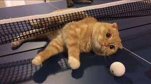 Cat Stuck In Ping Pong Table Net Kittens Funny Funny Animals Funny Cat Videos