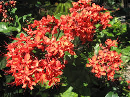 Image result for Clerodendrum silvanum