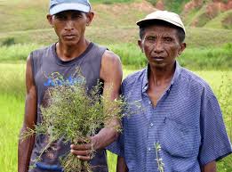 Image result for Rhamphicarpa brevipedicellata