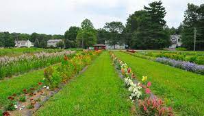 Jun 25, 2021 · bring warmth and comfort into any room of your home with the addition of an area rug. Pick Your Own Flower Farm A Real Summer Delight Ellington Ct Patch