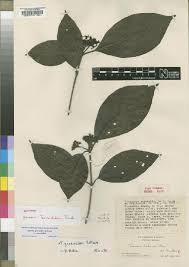 Image result for Tarenna pavettoides