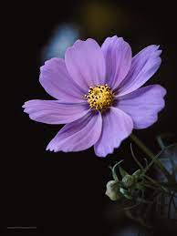 Cosmea By Edithnero Photo 181119747 500px Cosmos Flowers Wallpaper Nature Flowers Allium Flowers