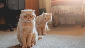 Check out this quick and cheap cat hack to keep cats off your lawn. Why Is My Cat Pooping In The House All Of A Sudden My British Shorthair