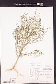 Image result for Asparagus minutiflorus