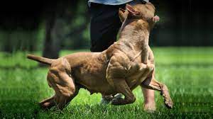 Check spelling or type a new query. How Much Does A Pitbull Cost Pitbull Price Petworlds Net